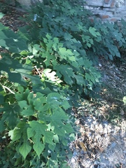 Broussonetia papyrifera