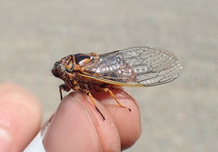 Chilecicada magna