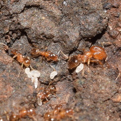 Pheidole californica