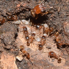 Pheidole californica