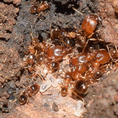 Pheidole californica