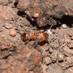 Pheidole californica