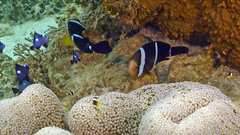 Amphiprion tricinctus