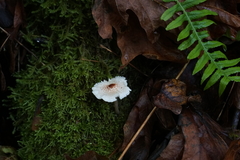 Lepiota cristata