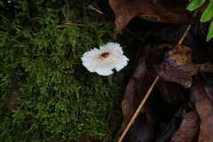 Lepiota cristata