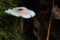 Lepiota cristata
