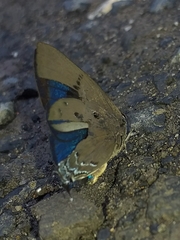 Parrhasius polibetes