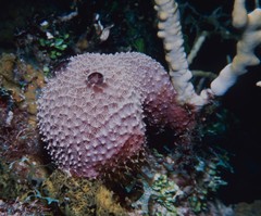 Ircinia felix