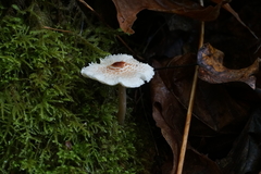 Lepiota cristata