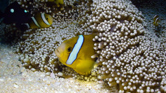 Amphiprion tricinctus