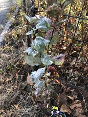 Podosphaera clandestina