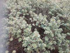 Baccharis