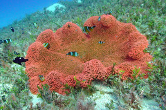 Amphiprion tricinctus