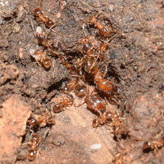 Pheidole californica