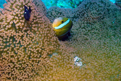 Amphiprion tricinctus