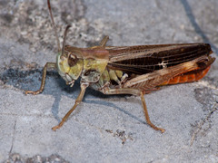 Stenobothrus rubicundulus