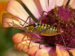 Poecilimon thoracicus