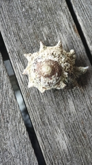 Astraea heliotropium