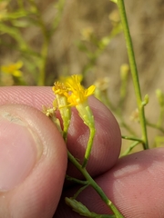Gutierrezia californica