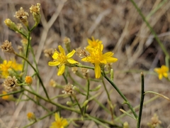 Gutierrezia californica