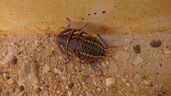 Polyzosteria mitchelli