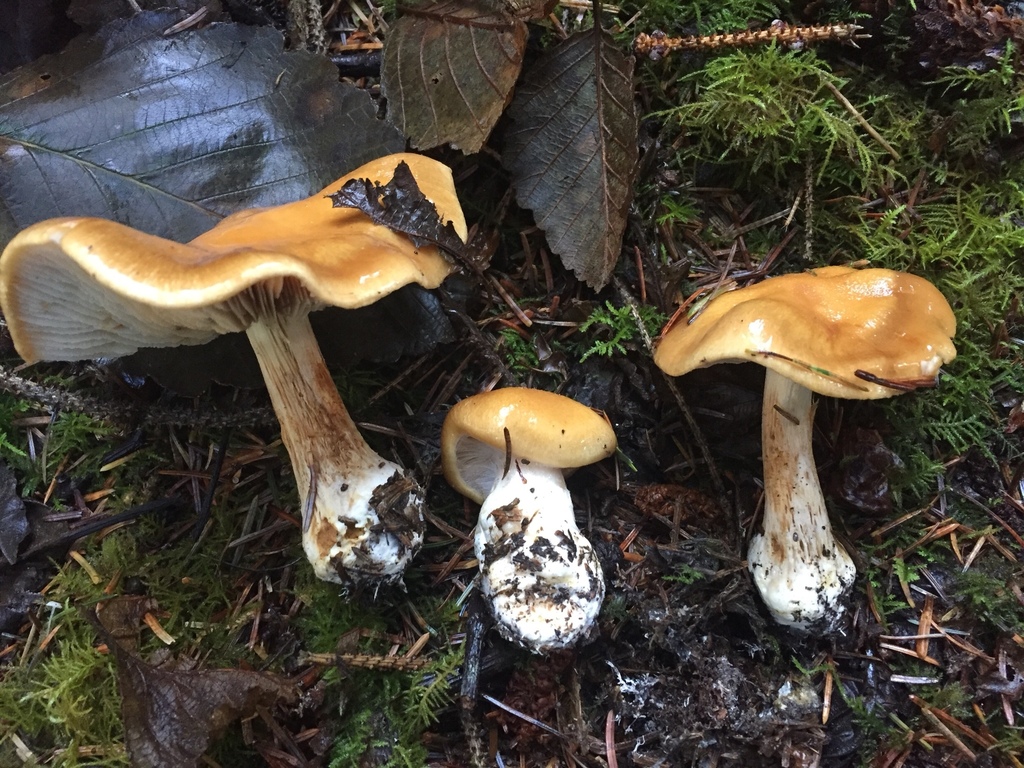 Cortinarius sect. Multiformes