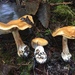 Cortinarius Sect. Multiformes - Photo (c) Joann Olson, some rights reserved (CC BY-NC), uploaded by Joann Olson