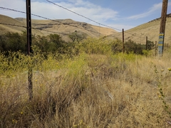 Gutierrezia californica