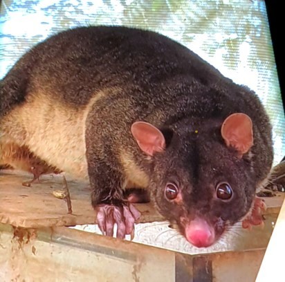 Short-eared Brush-tailed Possum, Prenzlau QLD 4311, Australia, photo 4 of 10