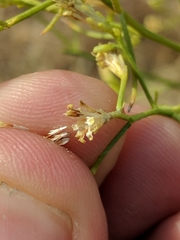 Gutierrezia californica