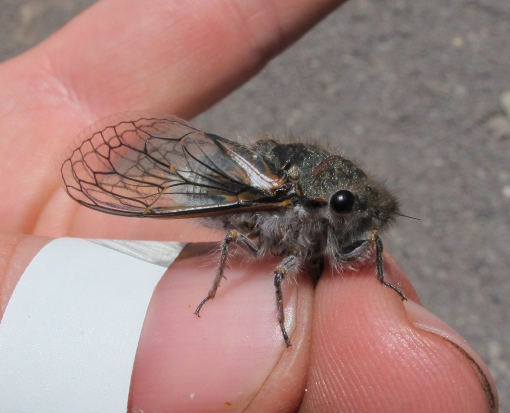 Tettigades undata