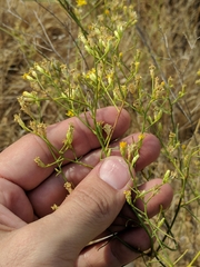 Gutierrezia californica