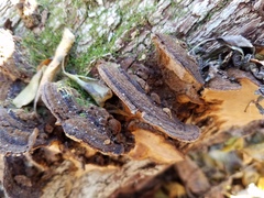 Phellinopsis conchata