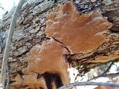 Phellinopsis conchata