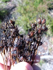 Haemodorum austroqueenslandicum