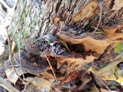 Phellinopsis conchata