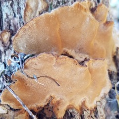 Phellinopsis conchata