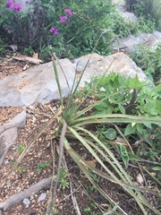 Dasylirion acrotrichum