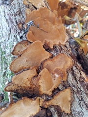 Phellinopsis conchata