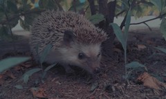 Atelerix frontalis