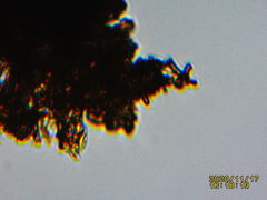 Phellinopsis conchata