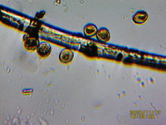 Phellinopsis conchata