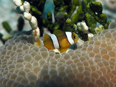 Amphiprion tricinctus