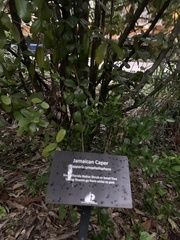 Capparis cynophallophora