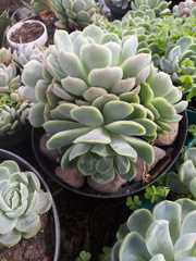 Echeveria elegans