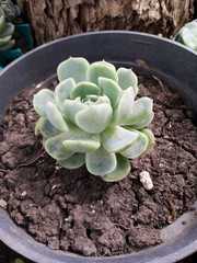 Echeveria elegans