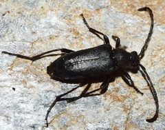 Cribroleptura otini