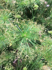Cyperus prolifer