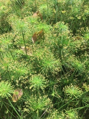 Cyperus prolifer