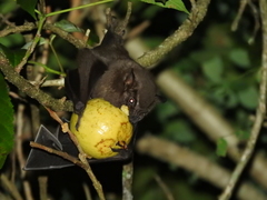 Large Fruit-Eating Bat photo 2